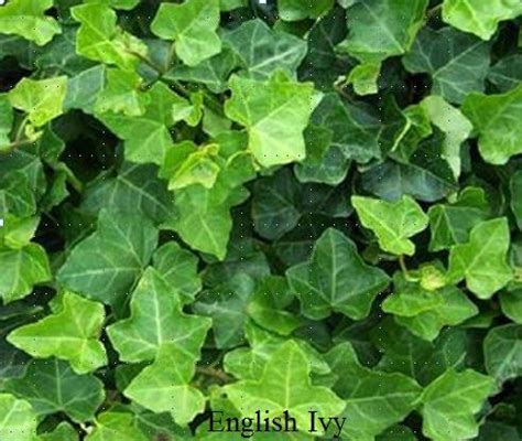 Controlling English Ivy in Urban Landscapes | NC State Extension ...