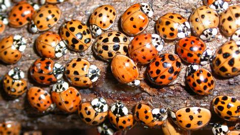 How to Get Rid of Asian Lady Beetles (They're NOT Ladybugs!)