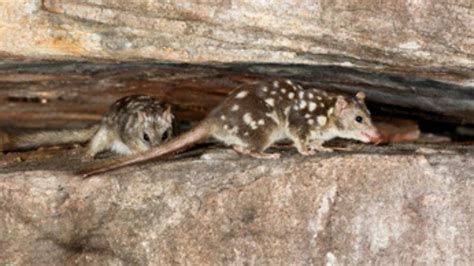 Northern quoll | Wildlife Preservation Society of Queensland