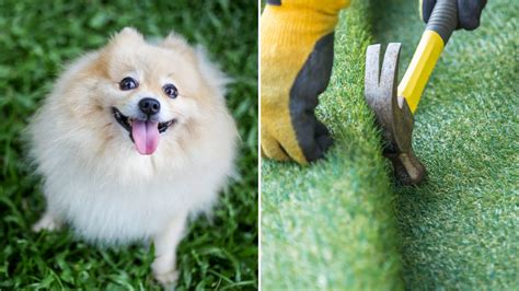 Can Dogs Be Allergic to Artificial Grass: The Guide