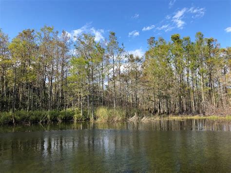 Autumn Cypress Swamp Landscape Stock Image - Image of florida, carolina: 107071545