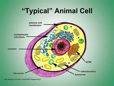 Cell Organelles