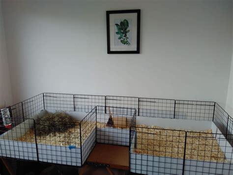 Guinea pig rehoming requirements - Animals in Distress Torbay & Westcountry