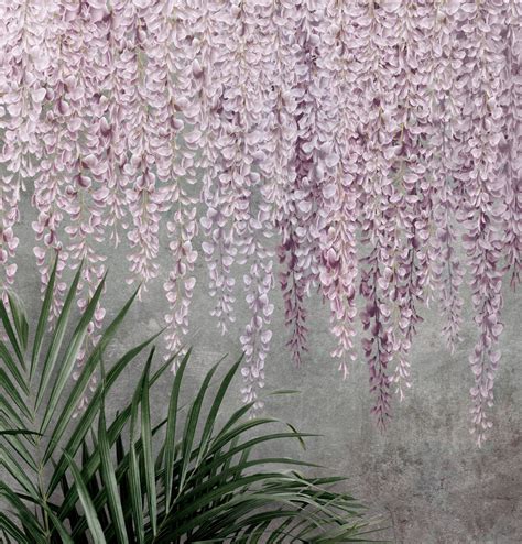 Beautiful Pink Wisteria Vine Hanging Wisteria Wallpaper | Etsy