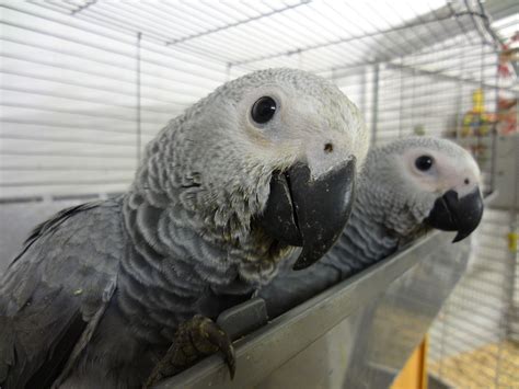 Our baby African Greys | African grey, African, Birds