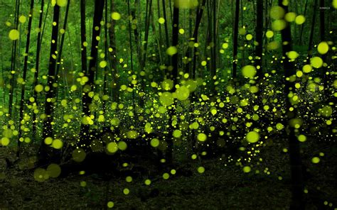 Green fireflies in the forest wallpaper - Digital Art wallpapers - #25769