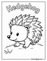 40 Hedgehog Coloring Pages Free Printable PDFs sketch template