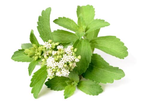 The Many Skin Care Benefits of Stevia Leaf Extract - Go Organic With PuraVeda