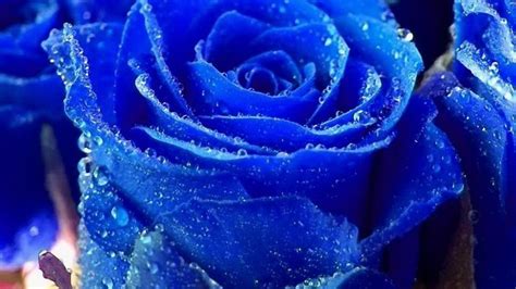 Blue Rose Wallpaper HD | PixelsTalk.Net