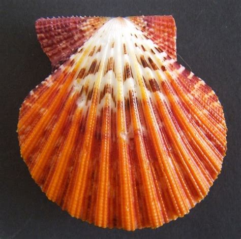 Pectinidae gallery