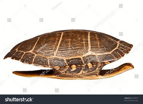 Antique Turtle Shell Isolated Stock Photo 30193477 | Shutterstock