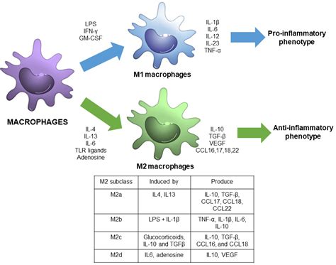 Antioxidants | Free Full-Text | Macrophage Polarization and ...