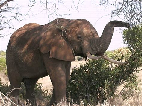 Cactus Tours and Safaris (Mombasa, Kenya): THE ELEPHANT TRUNK