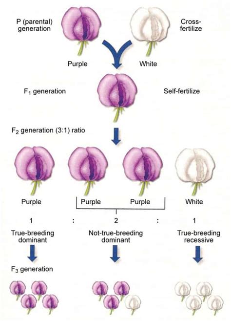 What is a F1 Hybrid? Cannabis Genetics Explained - Best Seed Bank