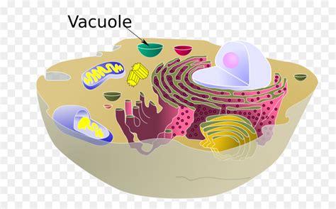 vacuole clipart 10 free Cliparts | Download images on Clipground 2024