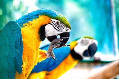 17 Fascinating Amazon Rainforest Birds • I Heart Brazil