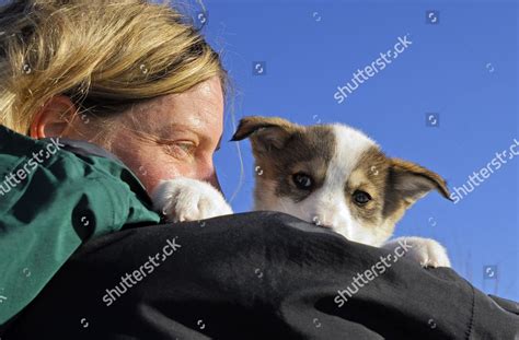 Model Released Blonde Woman Carrying Husky Editorial Stock Photo - Stock Image | Shutterstock