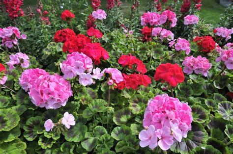 Geranium Flower Meaning (And Important Differences For 5 Color Variations Of The Flower ...