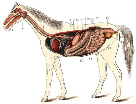 horse digestive system diagram picture