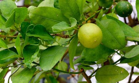 Key Lime Tree: Grow Your Own Pie - Epic Gardening