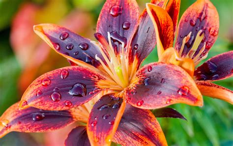 Two colors petals, lily flower close-up, dew wallpaper | flowers | Wallpaper Better