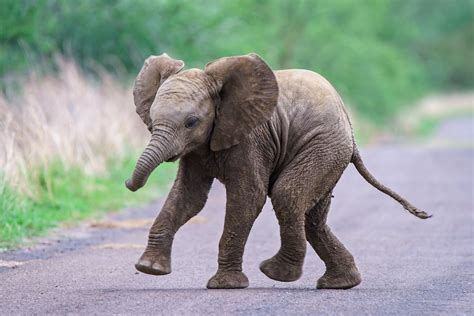 Precious Baby Elephant at Indianapolis Zoo Takes First Steps Outside - PetHelpful