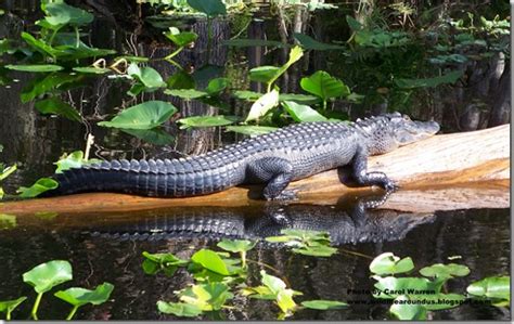 River Wildlife: Gators on the St Johns River