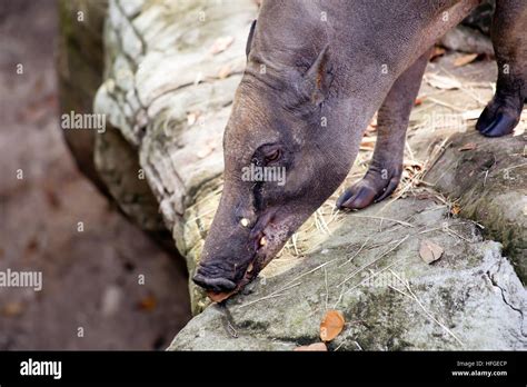 Close up of a babirusa (Buru babirusa), also called a deer-pig Stock ...