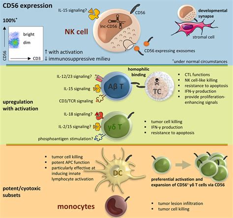 Frontiers | CD56 in the Immune System: More Than a Marker for Cytotoxicity?