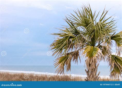 South Carolina Palmetto Tree with Copy Space Stock Photo - Image of afternoon, downtown: 197944112