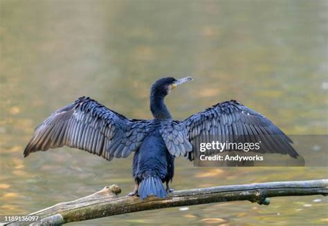 15,790 Cormorant Stock Photos, High-Res Pictures, and Images - Getty Images