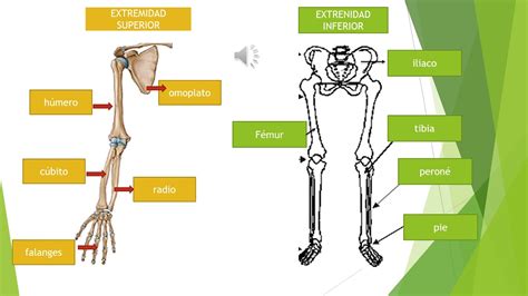 HUESOS DE LAS EXTREMIDADES - YouTube