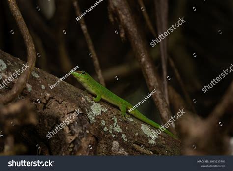 Endemic Lizard Mauritius Rare Madagascar Giant Stock Photo 2075155783 ...