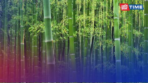 World Bamboo Day 2023: Embracing Sustainability and Versatility