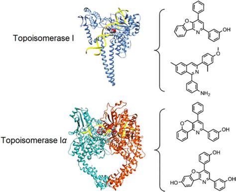 DNA topoisomerase function, structure & topoisomerase inhibitors