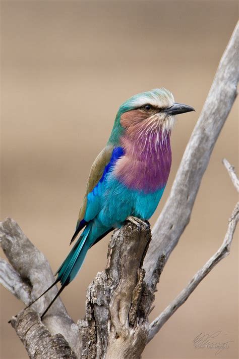 African Savanna Birds - Pets Lovers