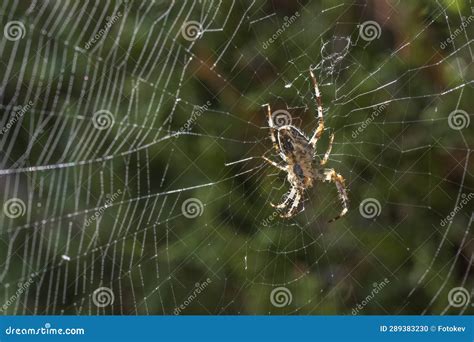 European garden spider stock photo. Image of isolated - 289383230