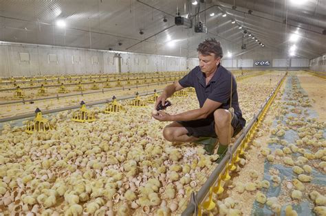Hatching chicks inside the poultry house - Poultry World