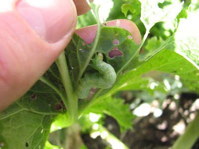 cabbage looper life cycle - Yahoo Image Search Results | Plants, Free ...