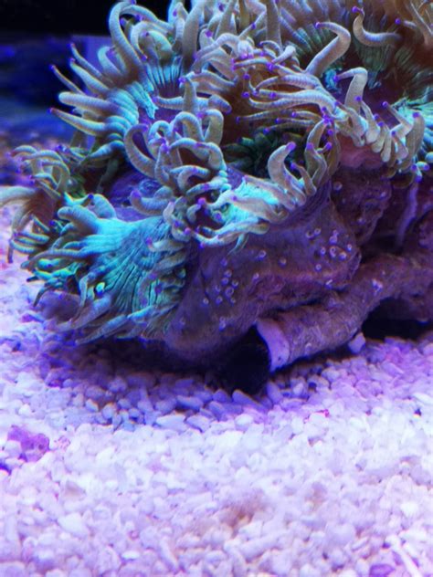 what is this attached to my elegance coral | REEF2REEF Saltwater and ...