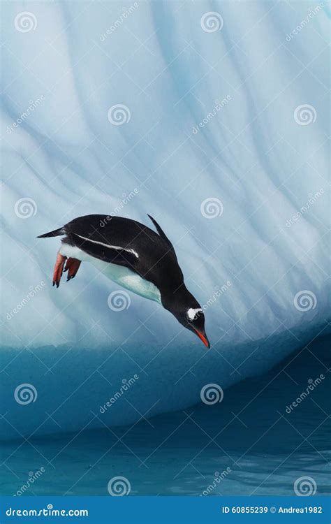 Gentoo Penguin Jumping from an Iceberg Stock Image - Image of penguin, penguins: 60855239