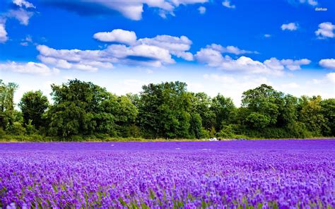 Purple Flower Field Wallpaper