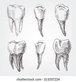 Tooth Drawing Royalty-Free Images, Stock Photos & Pictures | Shutterstock