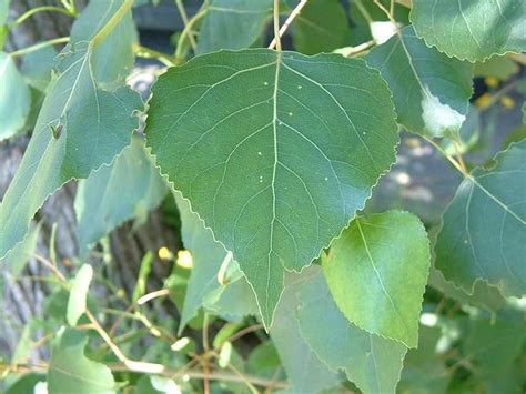 Álamo negro | Zonas Verdes, Parques y Jardines de Cádiz