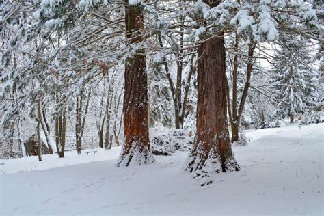 10 Amazing Things to do at Sequoia National Forest CA