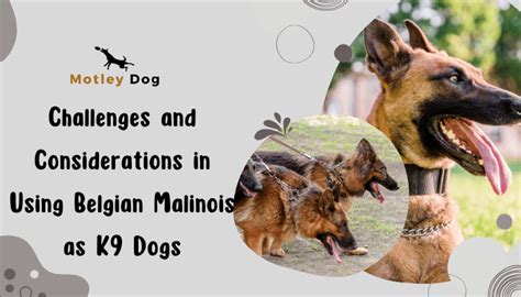 Belgian Malinois K9: A Guide To The Ultimate Working Dog