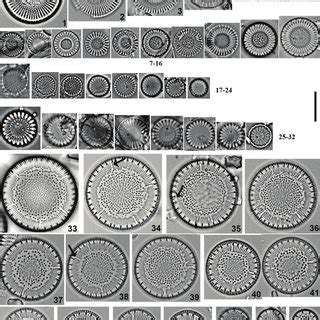 1-58 = Cyclotella ocellata. 1-57 = light microscope; 58 = scanning... | Download Scientific Diagram