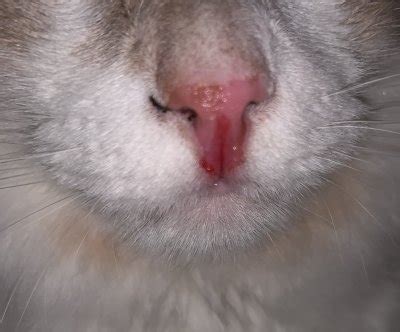 Cats Nose Raw And Bleeding | TheCatSite