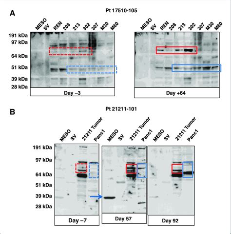 CARTmeso cell induction of antitumor antibodies. Sera obtained from... | Download Scientific Diagram