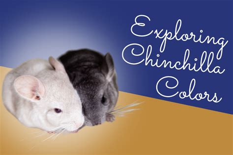 Exploring Chinchilla Colors: How it Affects Health & More